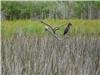 green heron