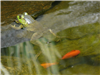 frog and fish