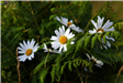 IMG_1767  white dasies and ferns in Joans garden