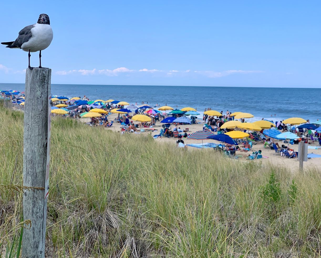 Seagull Photo Bomb by Al Gruber