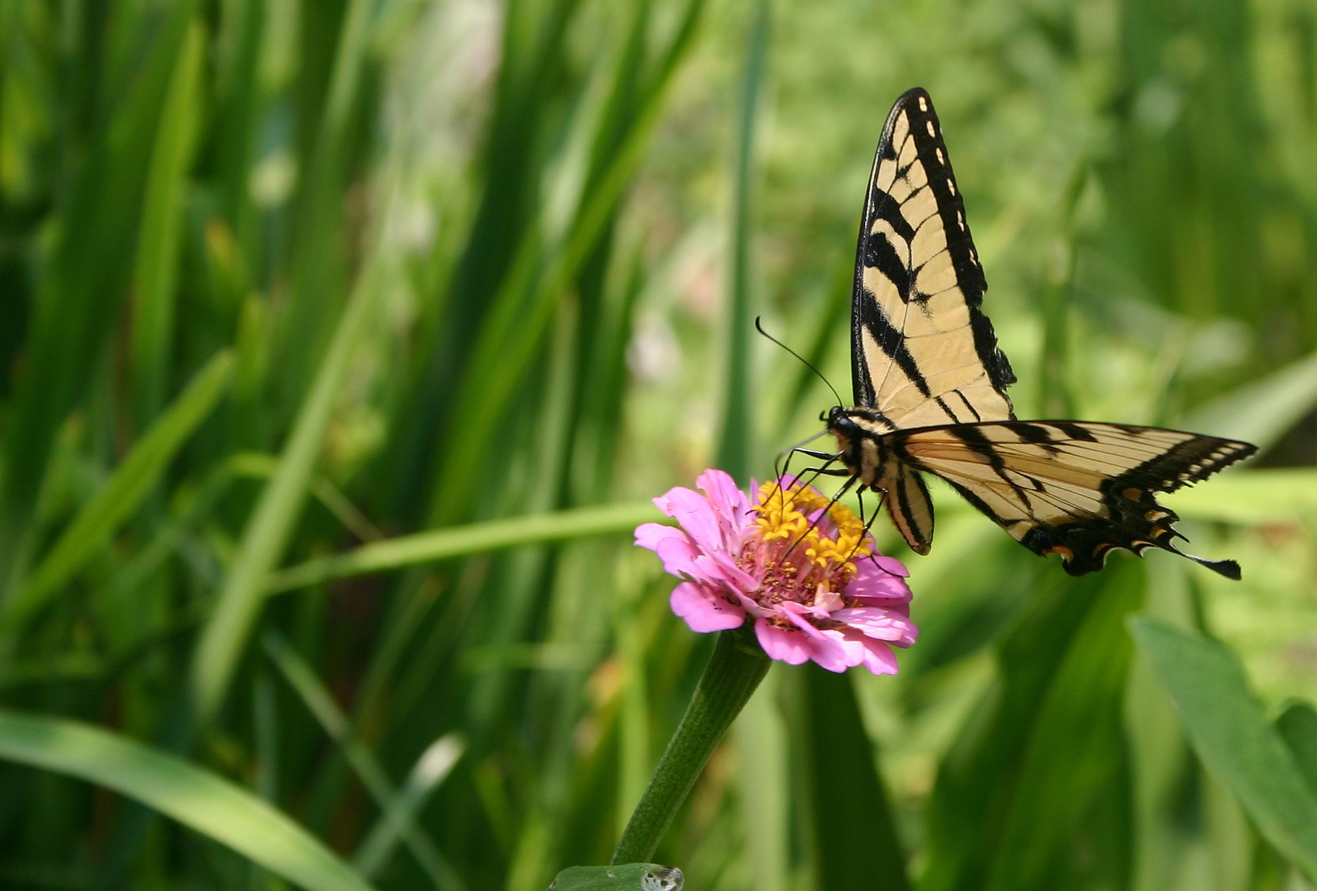 IMG_9708 side view of butterfly
